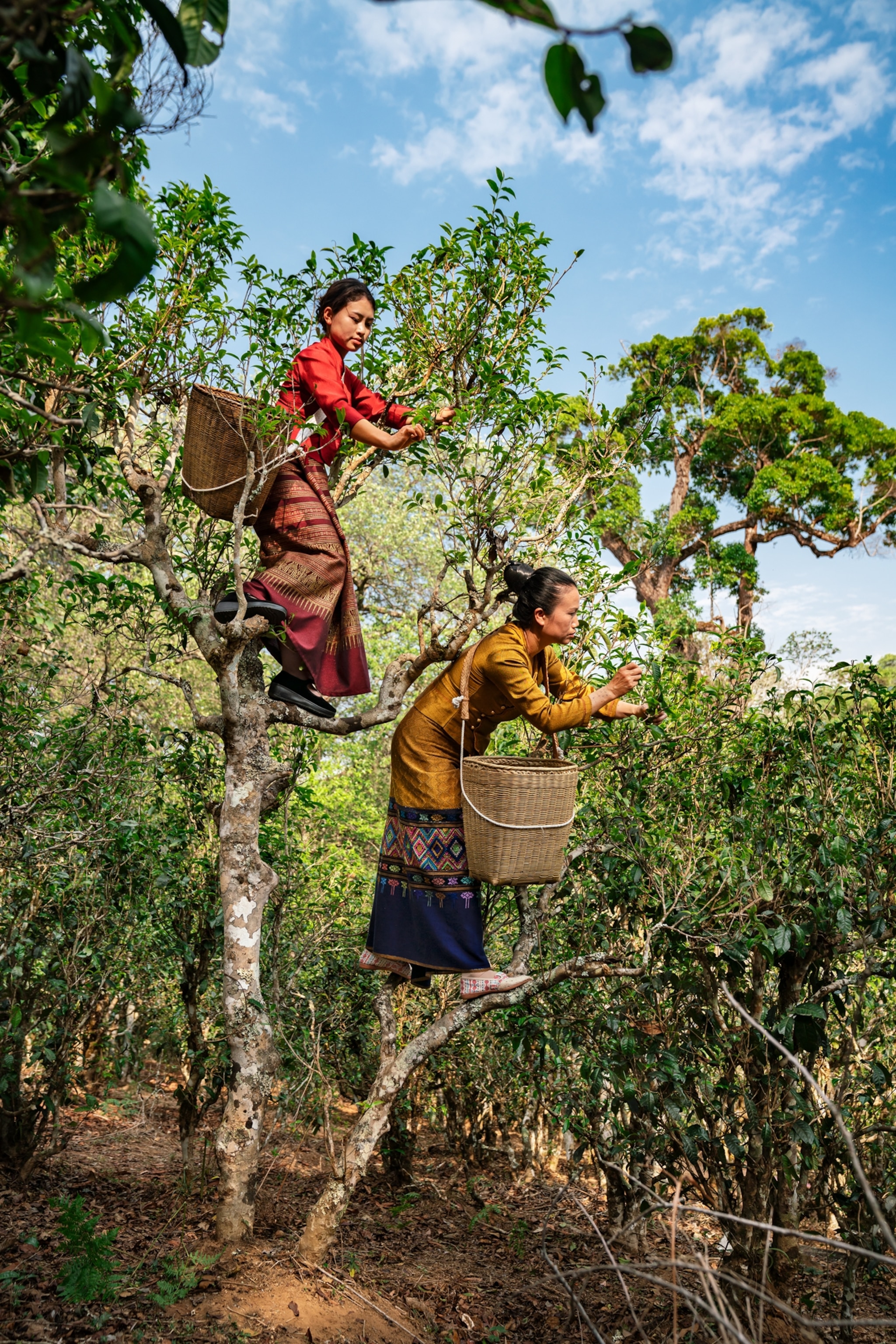 Dai women picking leaves high in the ancient tea trees of Jingmai