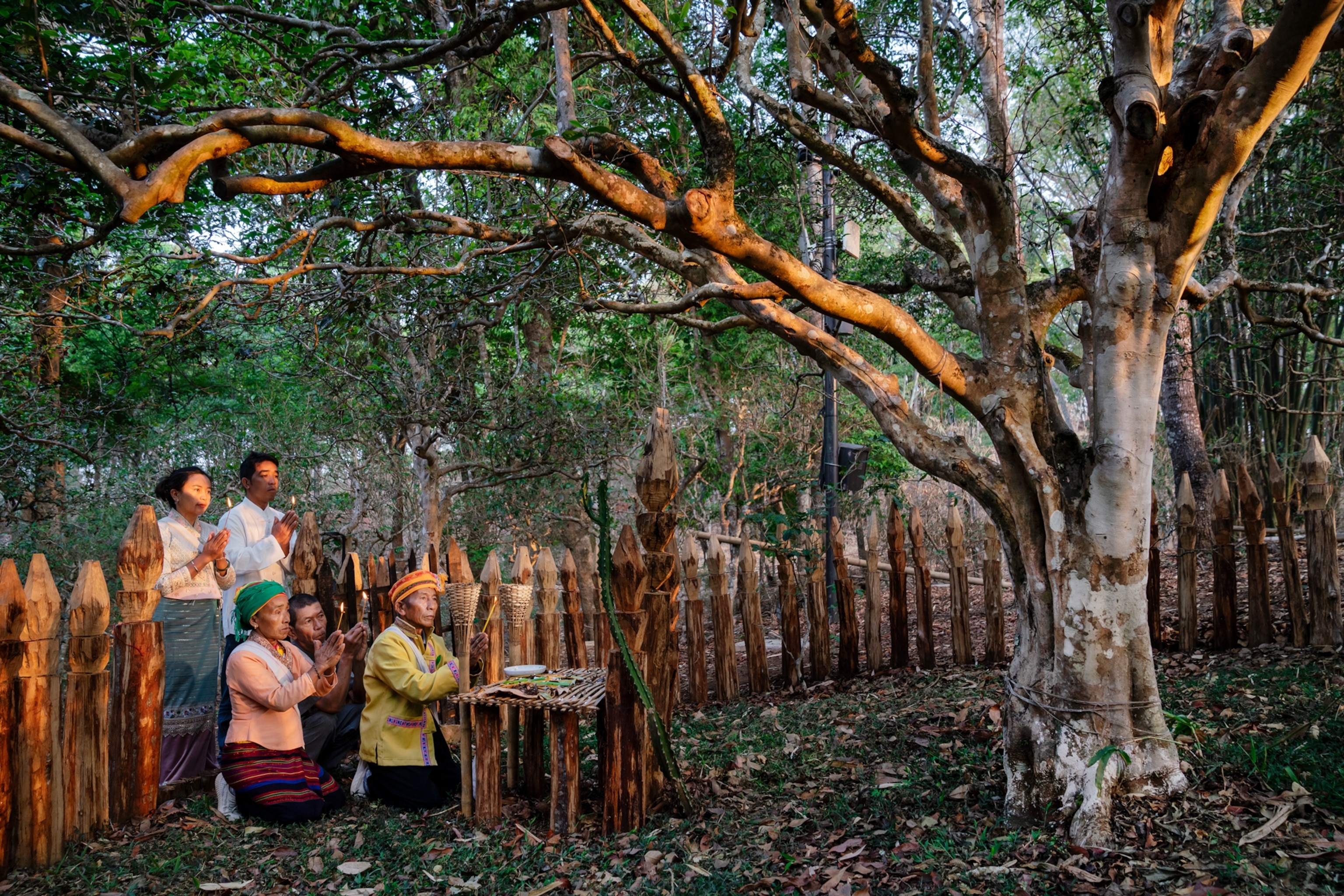 A family praying at the Tea Spirit Tree beneath an ancient canopy