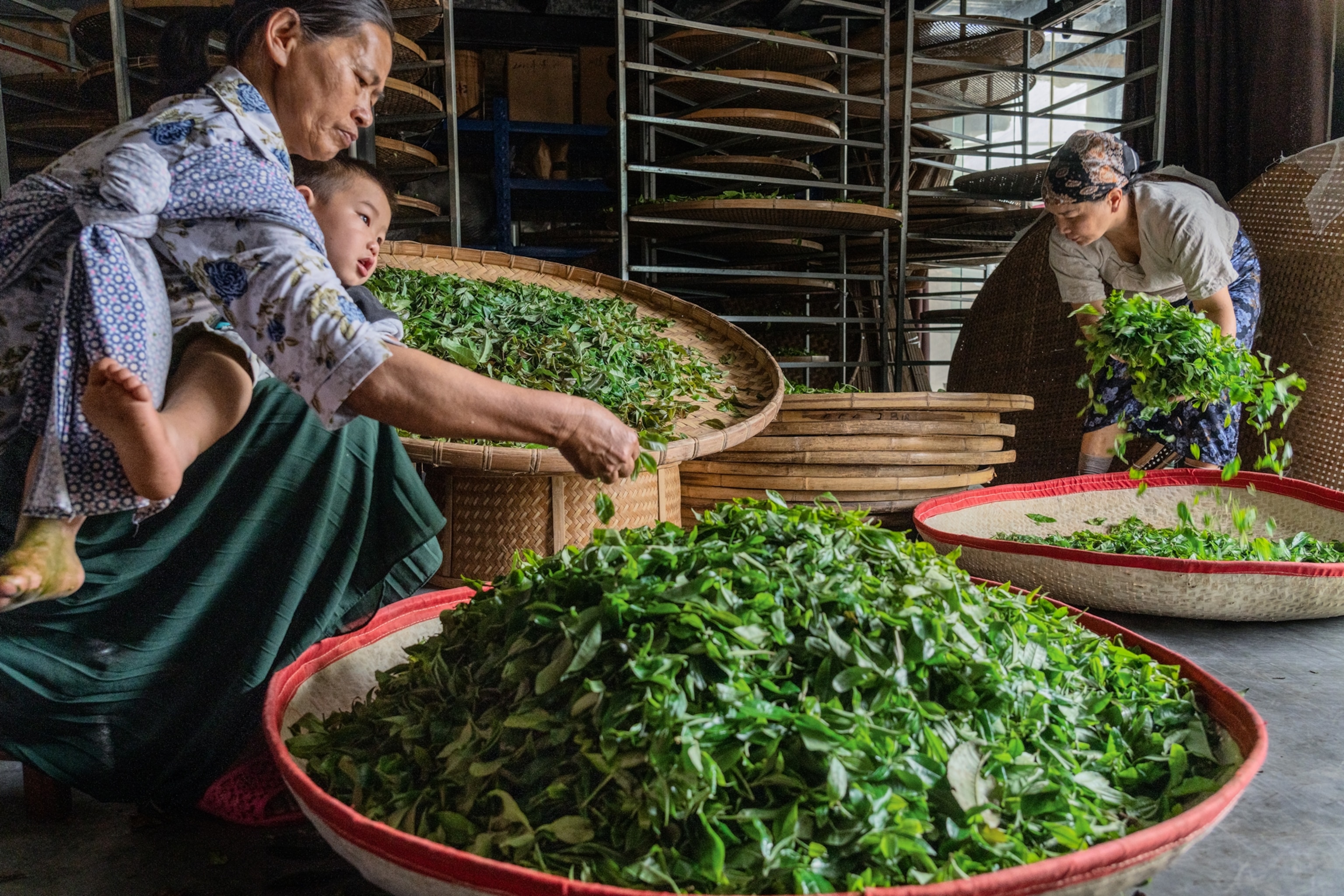 Blang women sorting fresh tea leaves at home, one holding a child