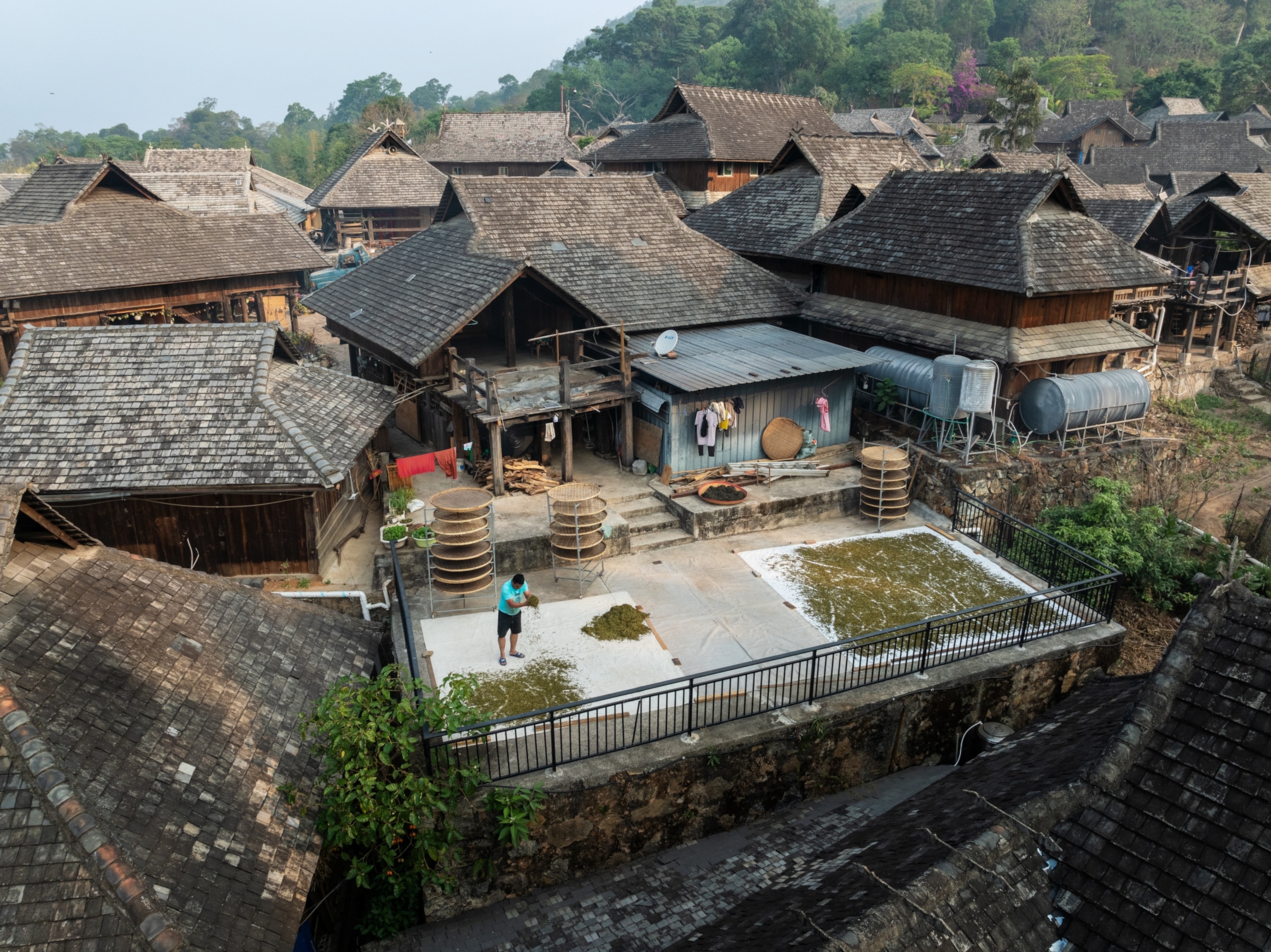 A Blang tea maker spreading fresh leaves above the roofs of Wengji