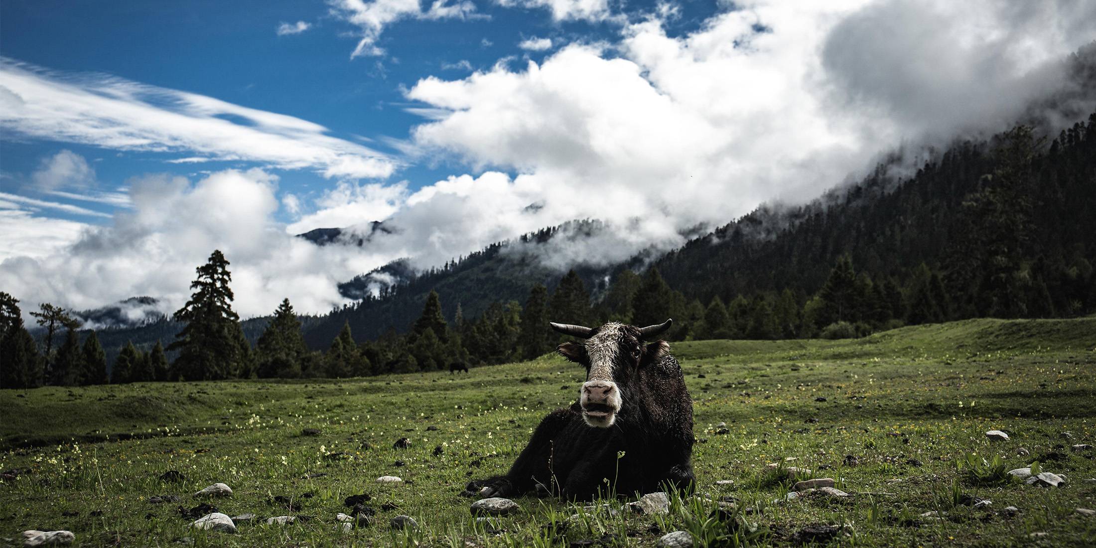 A yak in Lulang meadow beneath cloud-wrapped snow peaks